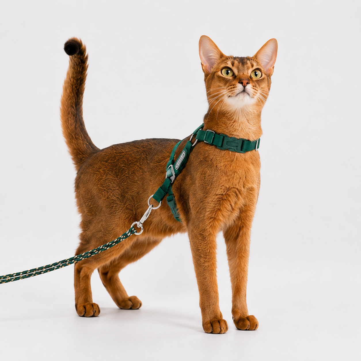 Escape-Proof Cat Harness & Leash Set