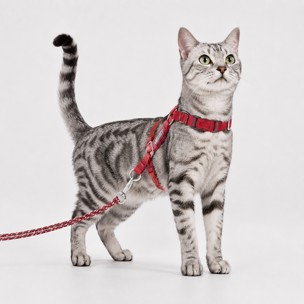 Escape-Proof Cat Harness & Leash Set